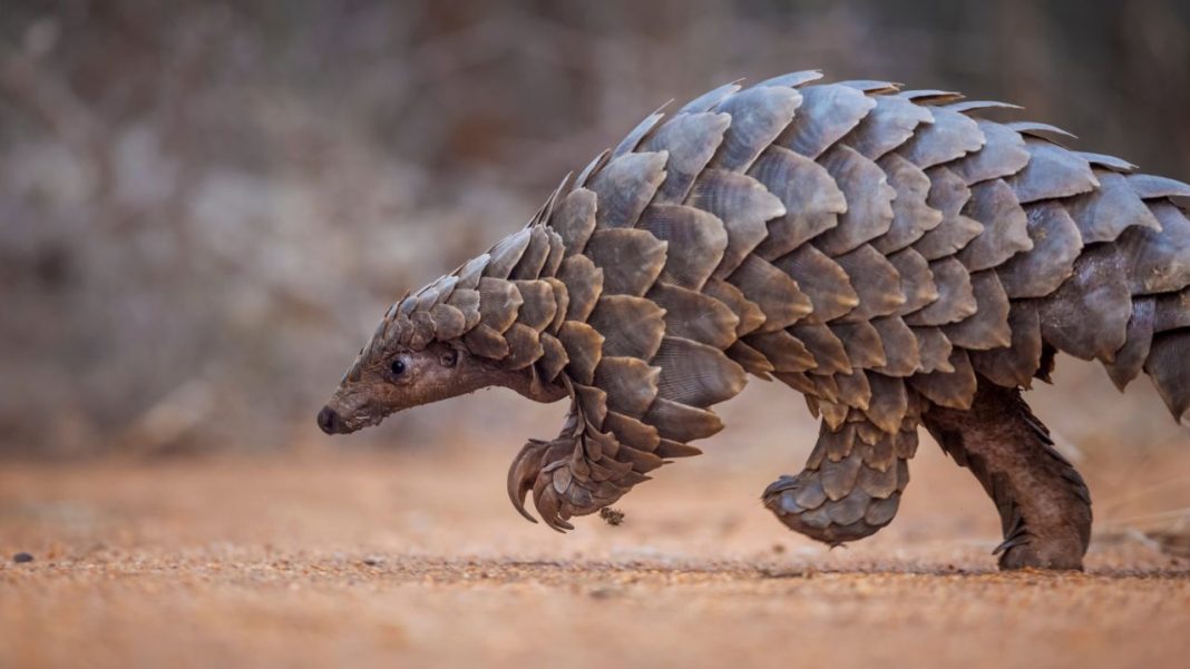 Pangolins